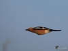 Filename=004_fotowilga~41.JPG
Filesize=156KB
Dimensions=700x525
Date added=Dec 26, 2017 004_fotowilga~41.JPG
