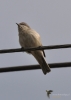 Filename=004_fotowilga~42.JPG
Filesize=169KB
Dimensions=499x700
Date added=Jan 02, 2018 004_fotowilga~42.JPG