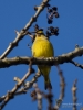 Filename=004_fotowilga~44.JPG
Filesize=236KB
Dimensions=525x700
Date added=Nov 21, 2019 004_fotowilga~44.JPG