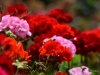 Filename=004_fotowilga~52.JPG
Filesize=227KB
Dimensions=700x525
Date added=Aug 19, 2018 004_fotowilga~52.JPG
