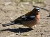 Filename=004_fotowilga~53.JPG
Filesize=268KB
Dimensions=700x525
Date added=Sep 04, 2018 004_fotowilga~53.JPG