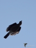 Filename=004_fotowilga~63.JPG
Filesize=156KB
Dimensions=525x700
Date added=Apr 04, 2019 004_fotowilga~63.JPG