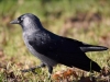 Filename=004_fotowilga~64.JPG
Filesize=263KB
Dimensions=700x525
Date added=May 18, 2019 004_fotowilga~64.JPG