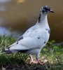 Filename=004_fotowilga~66.JPG
Filesize=322KB
Dimensions=632x700
Date added=Jul 25, 2019 004_fotowilga~66.JPG