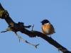 Filename=004_fotowilga~68.JPG
Filesize=207KB
Dimensions=700x525
Date added=Dec 02, 2019 004_fotowilga~68.JPG