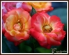 Filename=004_fotowilga~9.JPG
Filesize=155KB
Dimensions=971x768
Date added=Sep 14, 2014 004_fotowilga~9.JPG