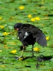 Filename=00501_fotowilga~1.JPG
Filesize=322KB
Dimensions=525x700
Date added=Aug 18, 2018 00501_fotowilga~1.JPG