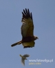 Filename=00502_fotowilga~10.JPG
Filesize=37KB
Dimensions=384x480
Date added=Jun 17, 2016 00502_fotowilga~10.JPG