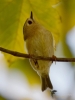 Filename=0050_fotowilga.JPG
Filesize=234KB
Dimensions=525x700
Date added=Nov 08, 2018 0050_fotowilga.JPG