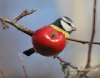 Filename=0050_fotowilga~30.JPG
Filesize=78KB
Dimensions=611x480
Date added=Aug 14, 2016 0050_fotowilga~30.JPG