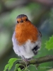 Filename=0051_fotowilga.JPG
Filesize=287KB
Dimensions=525x700
Date added=Feb 14, 2019 0051_fotowilga.JPG