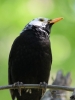 Filename=0051_fotowilga~0.JPG
Filesize=218KB
Dimensions=525x700
Date added=Mar 06, 2019 0051_fotowilga~0.JPG