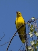 Filename=0051_fotowilga~1.JPG
Filesize=254KB
Dimensions=525x700
Date added=May 21, 2019 0051_fotowilga~1.JPG