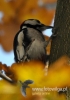 Filename=0051_fotowilga~23.JPG
Filesize=73KB
Dimensions=339x480
Date added=Nov 02, 2015 0051_fotowilga~23.JPG