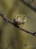 Filename=00522_fotowilga~14.JPG
Filesize=213KB
Dimensions=525x700
Date added=Apr 09, 2018 00522_fotowilga~14.JPG