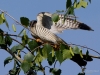 Filename=0052_fotowilga~0.JPG
Filesize=283KB
Dimensions=700x525
Date added=May 28, 2019 0052_fotowilga~0.JPG