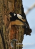 Filename=00530_fotowilga~3.JPG
Filesize=81KB
Dimensions=343x480
Date added=Apr 30, 2015 00530_fotowilga~3.JPG