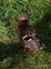Filename=0055_fotowilga~50.JPG
Filesize=395KB
Dimensions=525x700
Date added=Dec 01, 2017 0055_fotowilga~50.JPG