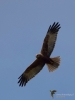 Filename=0056_fotowilga~61.JPG
Filesize=172KB
Dimensions=525x700
Date added=Apr 01, 2019 0056_fotowilga~61.JPG