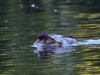 Filename=00575_fotowilga~11.JPG
Filesize=284KB
Dimensions=700x525
Date added=Nov 28, 2019 00575_fotowilga~11.JPG