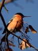 Filename=00579_fotowilga~9.JPG
Filesize=263KB
Dimensions=525x700
Date added=Dec 12, 2017 00579_fotowilga~9.JPG