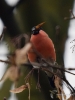 Filename=0057_fotowilga.JPG
Filesize=246KB
Dimensions=525x700
Date added=Nov 12, 2018 0057_fotowilga.JPG