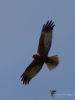 Filename=0057_fotowilga~0.JPG
Filesize=196KB
Dimensions=525x700
Date added=Apr 04, 2019 0057_fotowilga~0.JPG