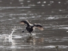 Filename=0057_fotowilga~1.JPG
Filesize=318KB
Dimensions=700x525
Date added=May 24, 2019 0057_fotowilga~1.JPG