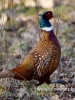 Filename=0057_fotowilga~40.JPG
Filesize=84KB
Dimensions=360x480
Date added=Feb 11, 2017 0057_fotowilga~40.JPG