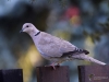 Filename=00582_fotowilga~14.JPG
Filesize=246KB
Dimensions=700x525
Date added=Sep 28, 2018 00582_fotowilga~14.JPG