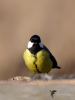 Filename=00585_fotowilga.JPG
Filesize=203KB
Dimensions=525x700
Date added=Jul 20, 2019 00585_fotowilga.JPG