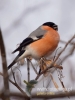 Filename=0058_fotowilga~37.JPG
Filesize=53KB
Dimensions=360x480
Date added=Jan 23, 2017 0058_fotowilga~37.JPG