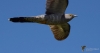 Filename=0058_fotowilga~65.JPG
Filesize=150KB
Dimensions=700x377
Date added=Jun 03, 2019 0058_fotowilga~65.JPG