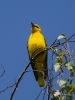 Filename=0059_fotowilga~0.JPG
Filesize=235KB
Dimensions=525x700
Date added=May 23, 2019 0059_fotowilga~0.JPG