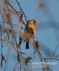 Filename=005_fotowilga~14.JPG
Filesize=79KB
Dimensions=400x480
Date added=Feb 06, 2016 005_fotowilga~14.JPG