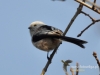 Filename=005_fotowilga~16.JPG
Filesize=77KB
Dimensions=640x480
Date added=Feb 16, 2016 005_fotowilga~16.JPG