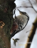 Filename=005_fotowilga~18.JPG
Filesize=78KB
Dimensions=373x480
Date added=Mar 04, 2016 005_fotowilga~18.JPG