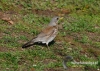 Filename=005_fotowilga~25.JPG
Filesize=154KB
Dimensions=640x457
Date added=Jan 08, 2017 005_fotowilga~25.JPG