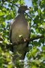 Filename=005_fotowilga~28.JPG
Filesize=89KB
Dimensions=320x480
Date added=Feb 13, 2017 005_fotowilga~28.JPG
