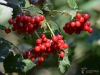 Filename=005_fotowilga~35.JPG
Filesize=289KB
Dimensions=700x525
Date added=Sep 07, 2017 005_fotowilga~35.JPG