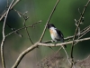 Filename=005_fotowilga~38.JPG
Filesize=245KB
Dimensions=700x525
Date added=Oct 29, 2017 005_fotowilga~38.JPG