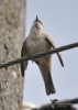 Filename=005_fotowilga~45.JPG
Filesize=190KB
Dimensions=499x700
Date added=Jan 02, 2018 005_fotowilga~45.JPG