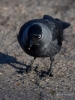 Filename=005_fotowilga~52.JPG
Filesize=297KB
Dimensions=525x700
Date added=Jun 25, 2018 005_fotowilga~52.JPG
