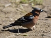 Filename=005_fotowilga~53.JPG
Filesize=274KB
Dimensions=700x525
Date added=Sep 05, 2018 005_fotowilga~53.JPG