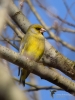 Filename=005_fotowilga~59.JPG
Filesize=276KB
Dimensions=525x700
Date added=Jun 26, 2019 005_fotowilga~59.JPG