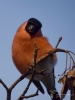 Filename=00602_fotowilga~14.JPG
Filesize=220KB
Dimensions=525x700
Date added=Aug 20, 2018 00602_fotowilga~14.JPG