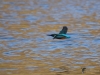 Filename=00612_fotowilga~11.JPG
Filesize=292KB
Dimensions=700x525
Date added=Jan 02, 2019 00612_fotowilga~11.JPG