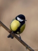 Filename=00614_fotowilga.JPG
Filesize=222KB
Dimensions=525x700
Date added=Jul 20, 2019 00614_fotowilga.JPG