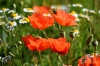 Filename=0061_fotowilga~38.JPG
Filesize=234KB
Dimensions=700x463
Date added=Jul 02, 2017 0061_fotowilga~38.JPG