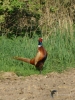 Filename=0061_fotowilga~62.JPG
Filesize=376KB
Dimensions=525x700
Date added=Jun 09, 2019 0061_fotowilga~62.JPG